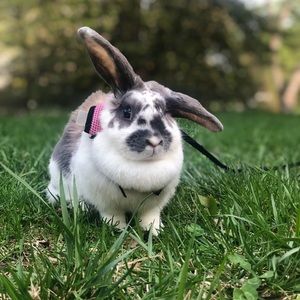 Meet your Posher, Mak